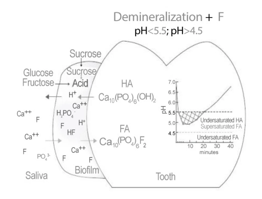 Demineralization by Fluoride (In dental Biofilm)